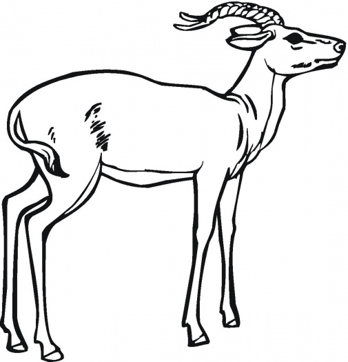 505x525 Antelope Coloring Pages