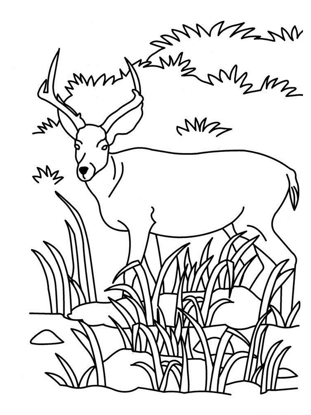 1200x1600 Antelope Coloring Pages