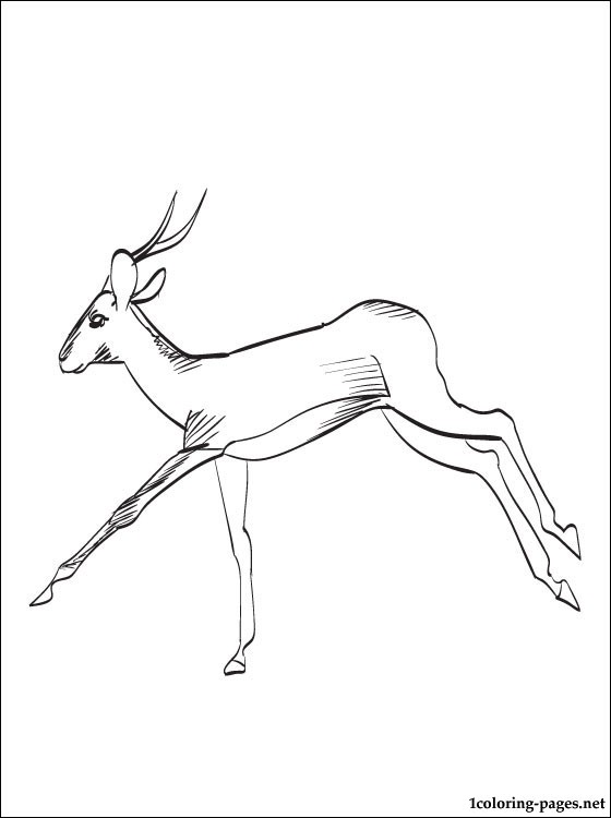 560x750 Antelope Coloring Page Coloring Pages