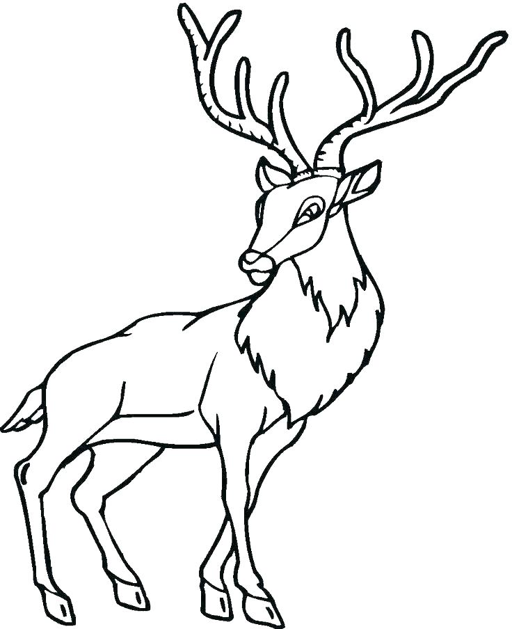 736x904 Forest Animals Coloring Pages Animal Coloring Pages Preschool