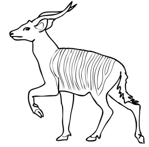 480x476 Forest Antelope Bongo From African With Funny Smile Coloring Page