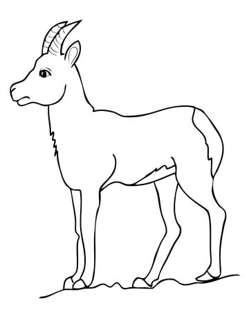 360x480 Impala Antelope Coloring Page