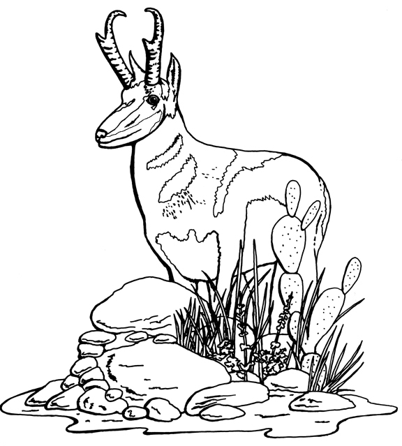 576x639 Pronghorn Antelope Coloring Page