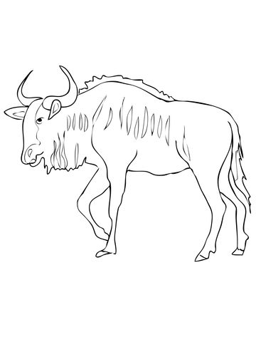 360x480 Blue Wildebeest Antelope Coloring Page Pixels Eddie