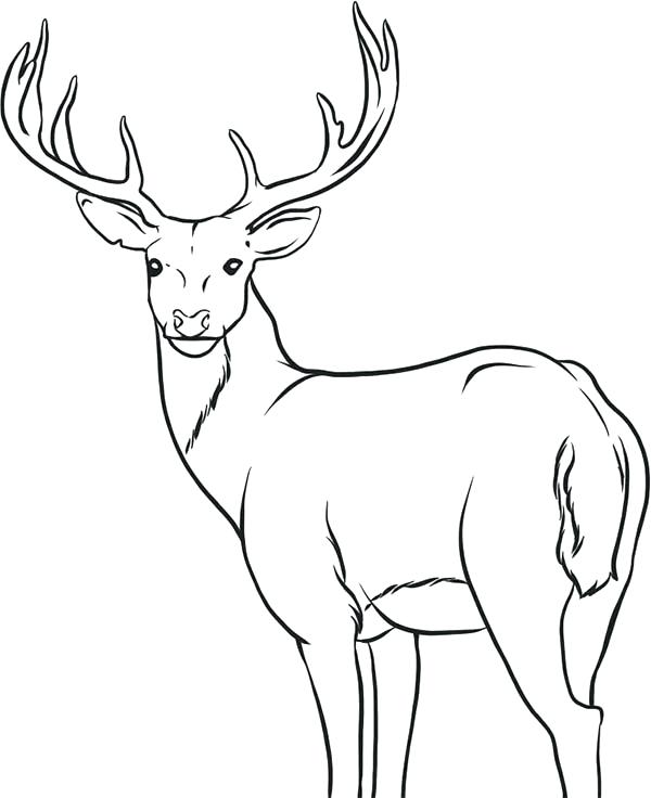 600x736 Deer Coloring Page Deer Coloring Page John Deere Coloring Pages
