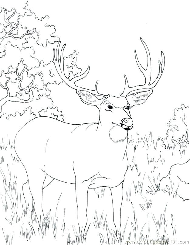 626x806 Deer Coloring Page Key Deer Coloring Pages John Coloring Pages
