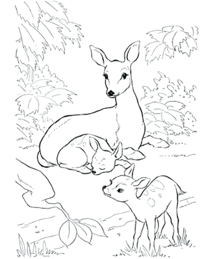 728x890 Deer Coloring Pages Coloring Pages Of Deer Coloring Pages Deer
