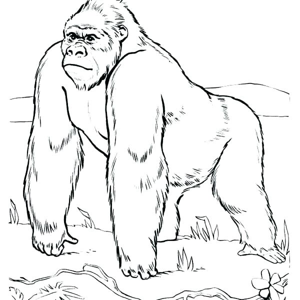 600x600 Gorilla Coloring Pages Free Printable Site Colouring Sheets
