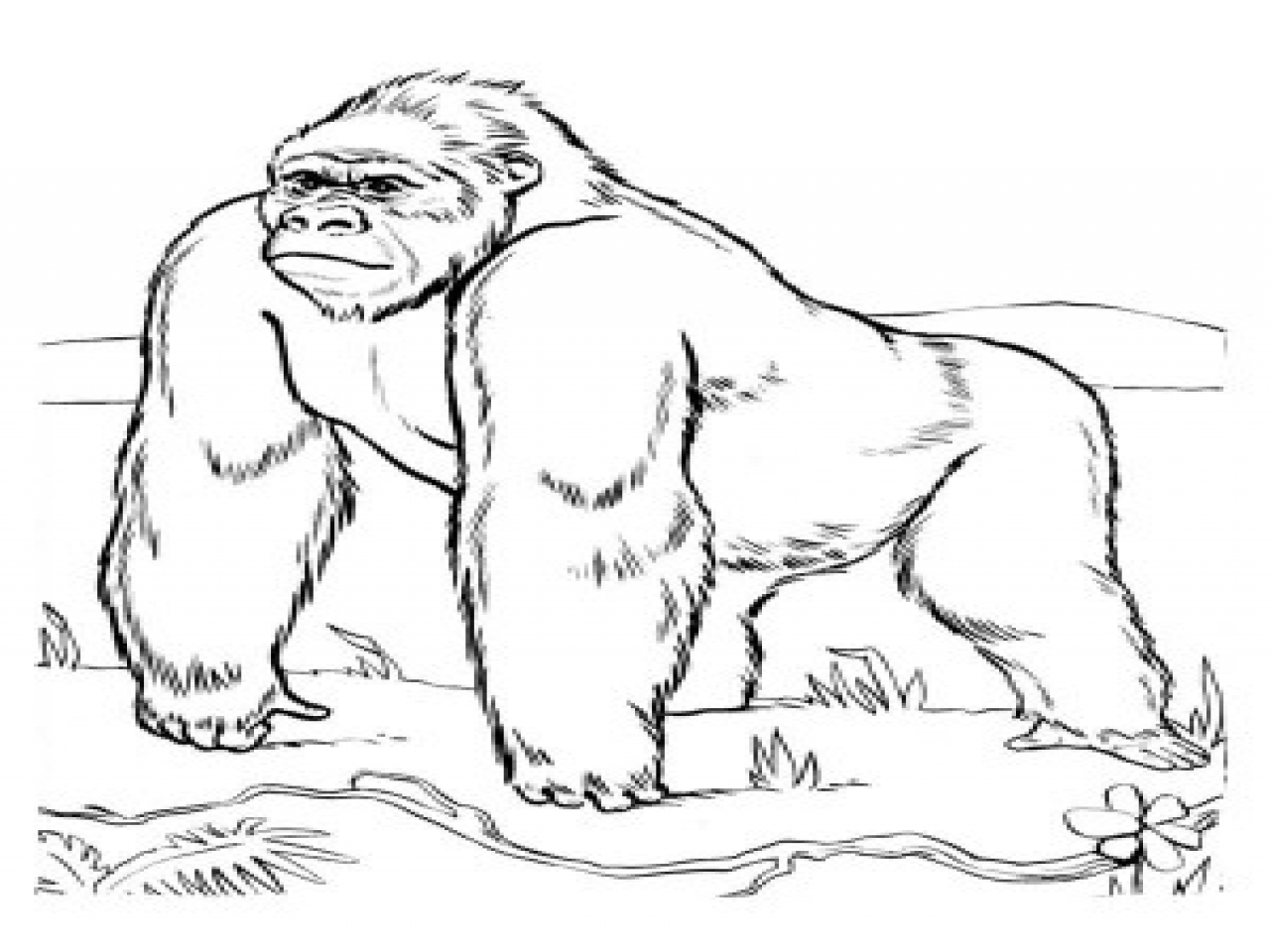 1280x960 Professional Gorilla Coloring Pages Realistic