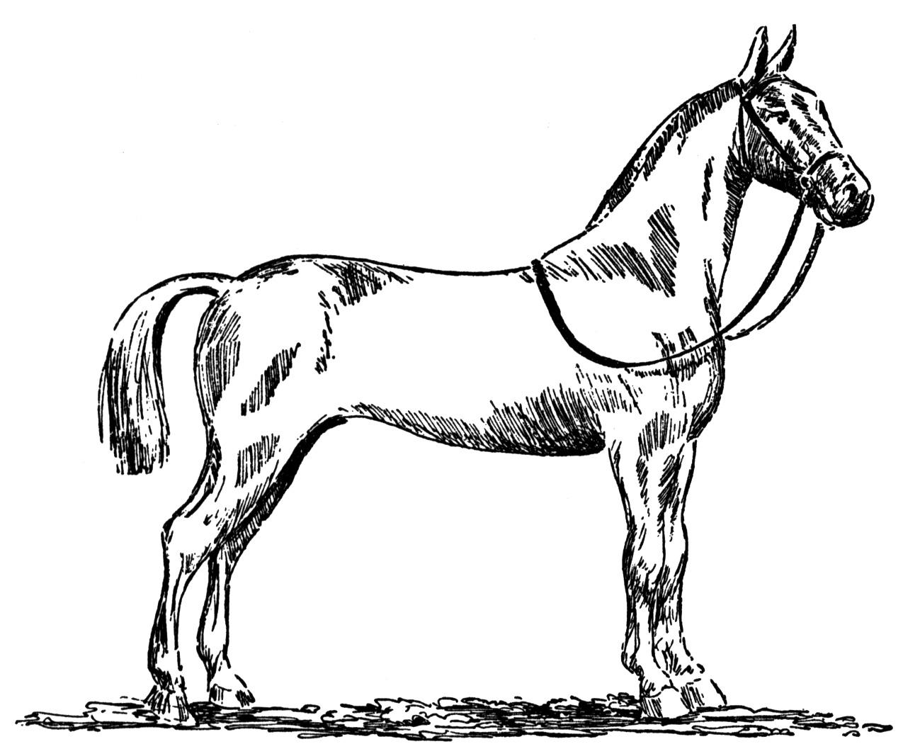 1275x1050 Free Horse Coloring Pages