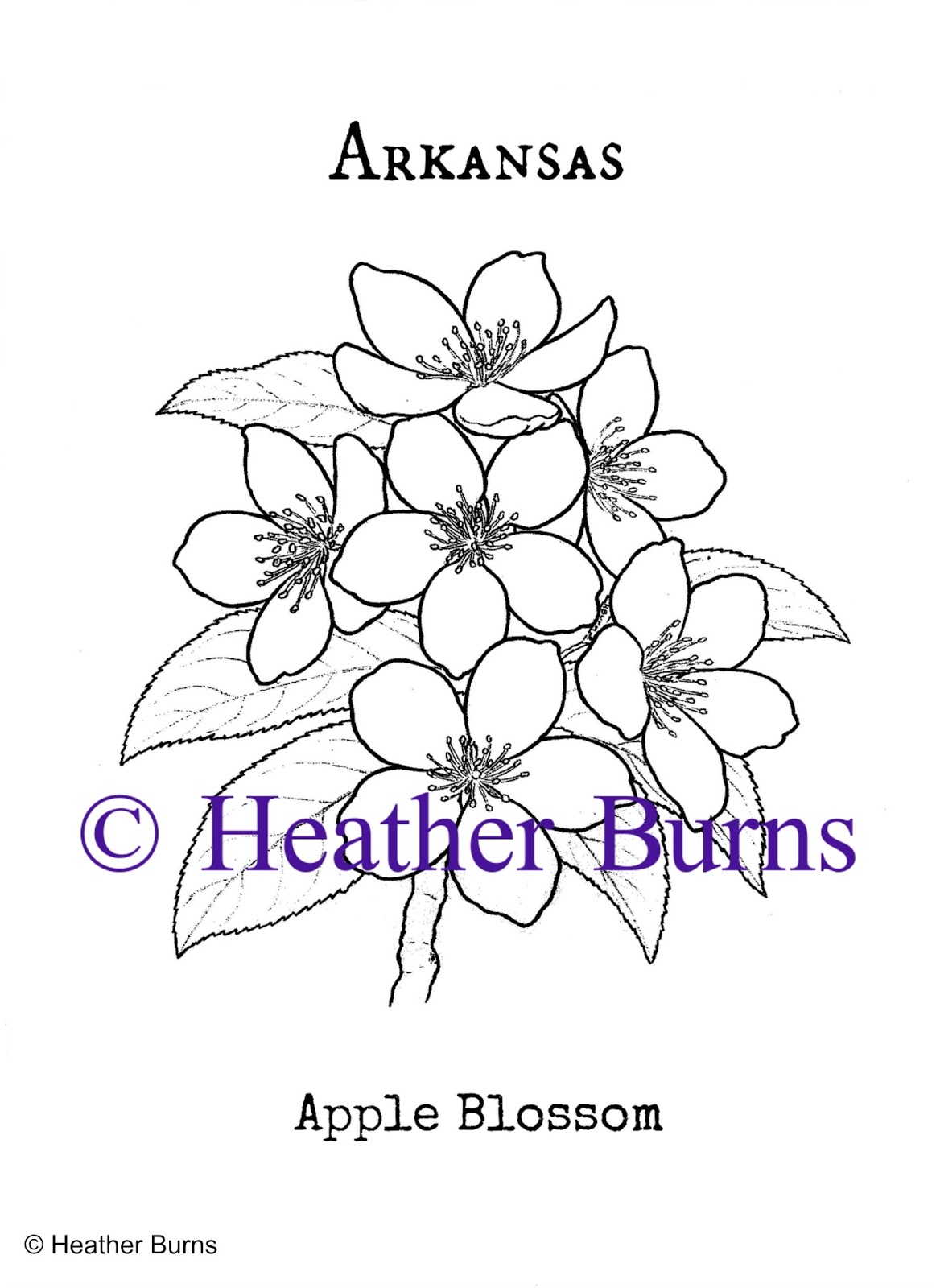 1163x1600 State Flower Coloring Book Arkansas Apple Blossom Coloring Page