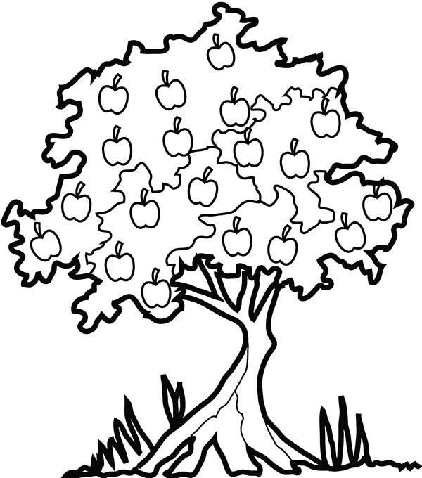 600x680 Apple Tree