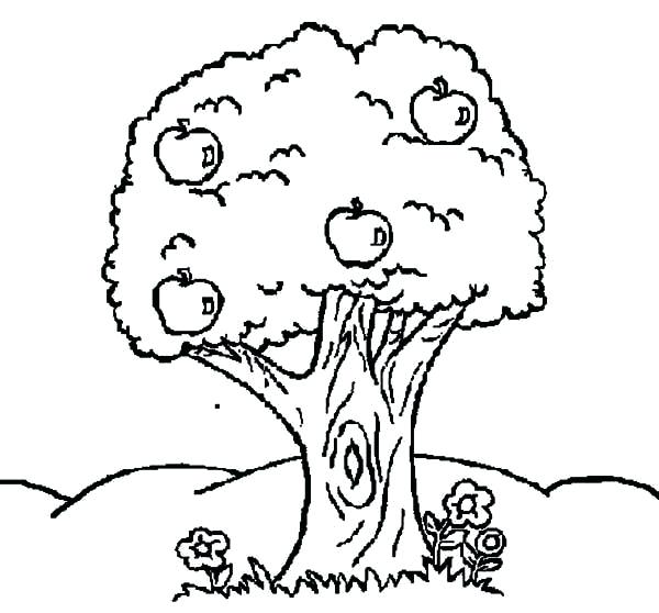 600x558 Apple Tree Coloring A Is For Apple Coloring Page Apple Coloring