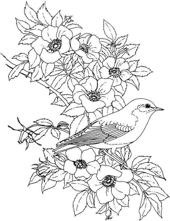 554x720 Adult Coloring Pages Adult