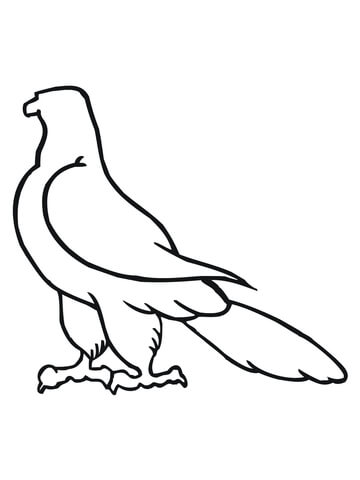 360x480 Falcon Outline Sketches Coloring Page