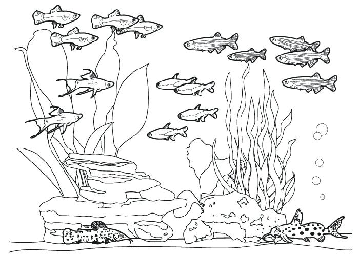 700x500 Aquarium Coloring Pages Fish Coloring Pages Tank Ripleys Aquarium