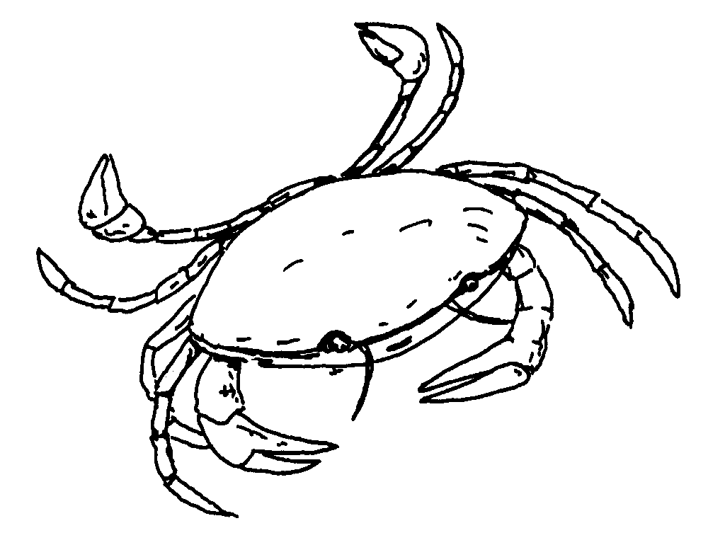 1024x770 Aquatic Coloring Pages