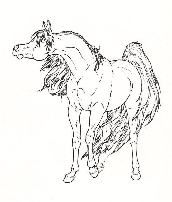 600x704 Arabian Horse Lineart