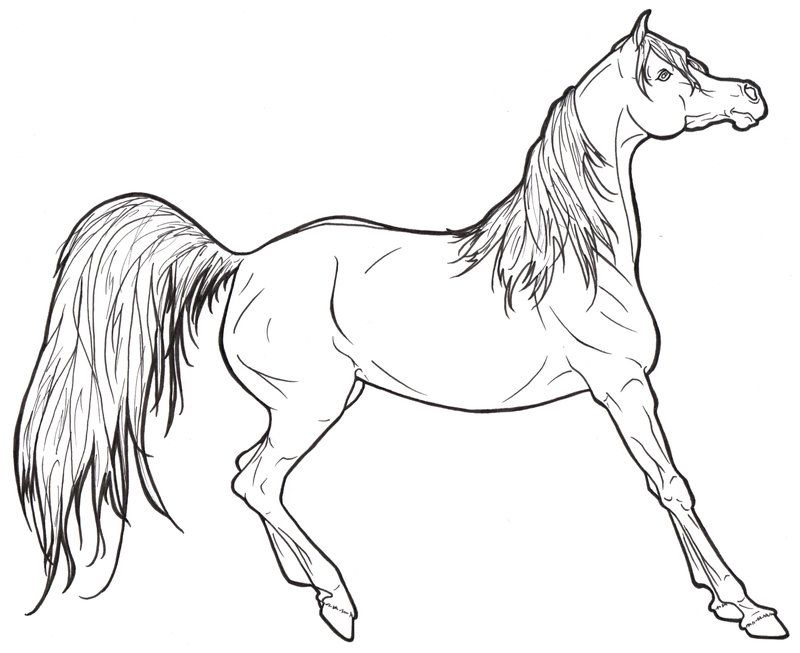 800x653 Arabian Horse Lineart