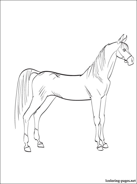 560x750 Arabian Horse Coloring Page Coloring Pages