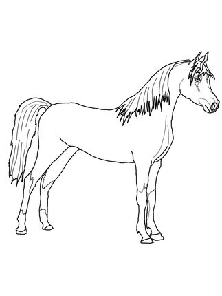 323x430 Arabian Horse Coloring Page Projects Printable