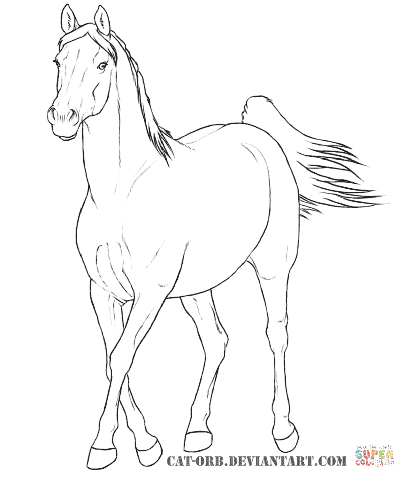 805x950 Plush Arabian Horse Coloring Pages To Print