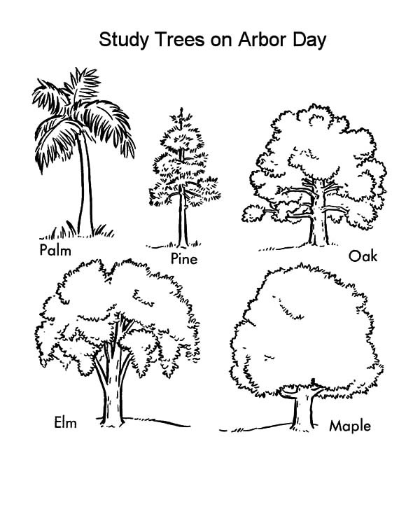600x734 Study Trees On Arbor Day Coloring Pages Best Place To Color