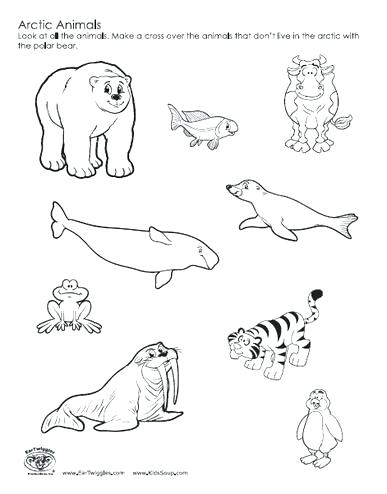 387x494 Arctic Animals Coloring Sheets Polar Animals Coloring Pages Arctic