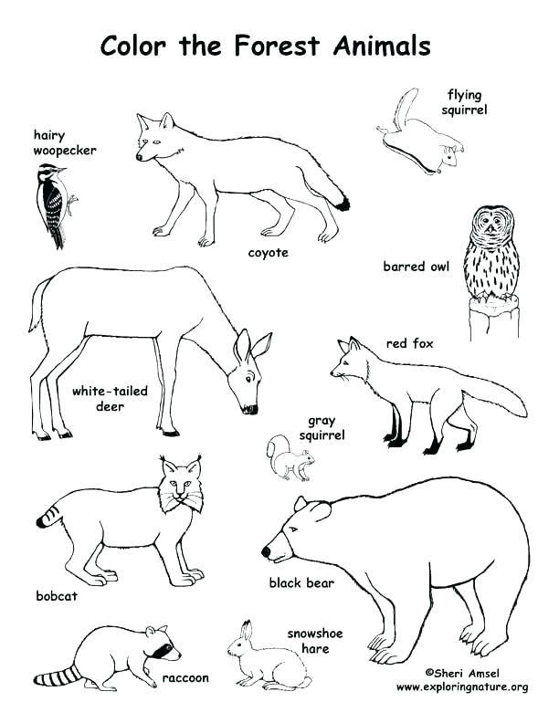 612x792 Arctic Animal Coloring Pages
