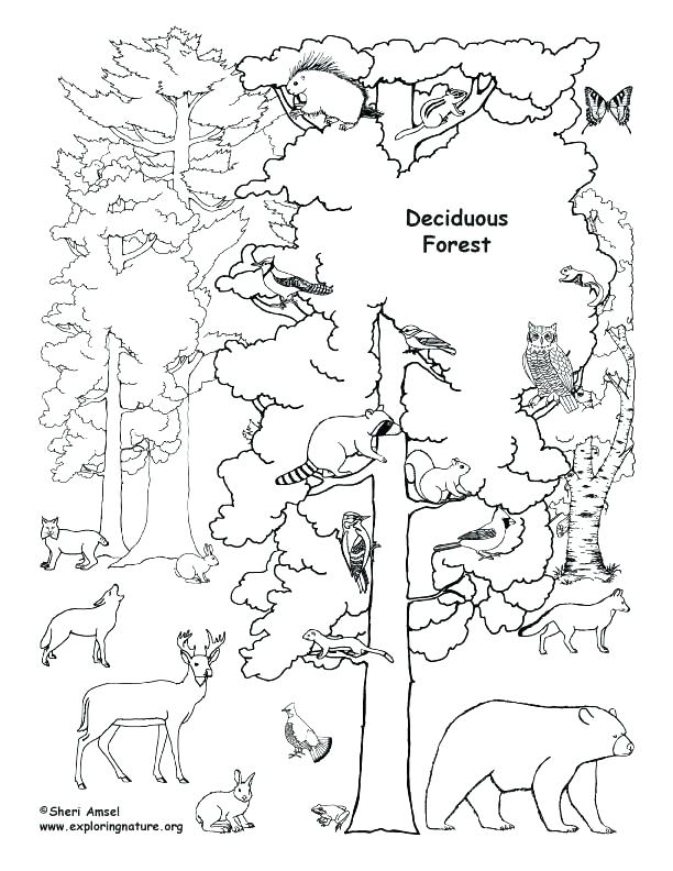 612x792 Polar Animals Colouring Pages