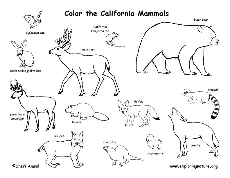 792x612 Tundra Animals Coloring Pages Arctic Animals Coloring Pages