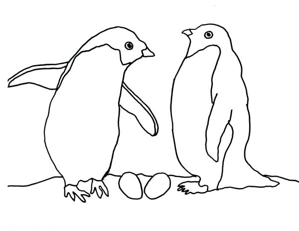 600x464 Arctic Coloring Pages Arctic Animals Coloring Pages