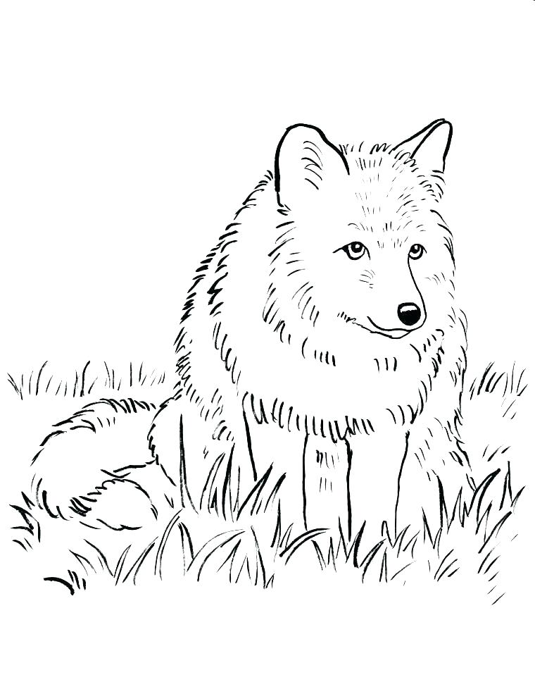 760x985 Arctic Fox Coloring Page Printable Fox Coloring Pages Arctic