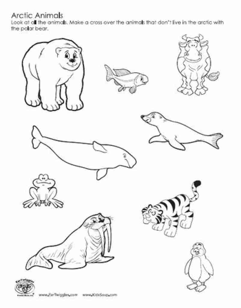 802x1024 Outline Arctic Animals Set For Coloring Page Adults Free Pages