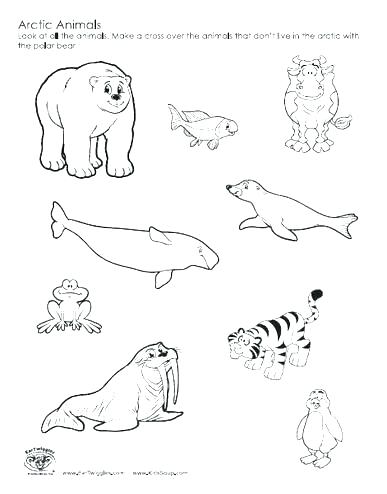 387x494 Arctic Fox Coloring Page