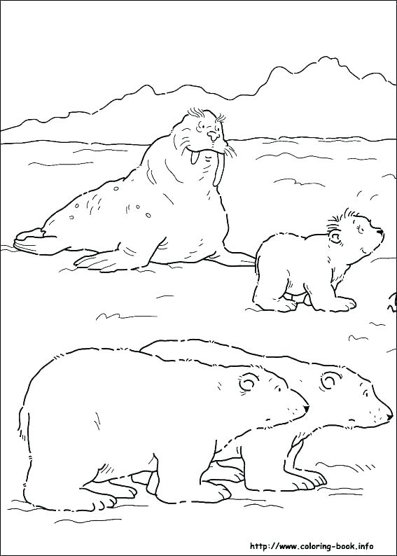 567x794 Arctic Animals Coloring Pages Arctic Animal Coloring Pages Fresh
