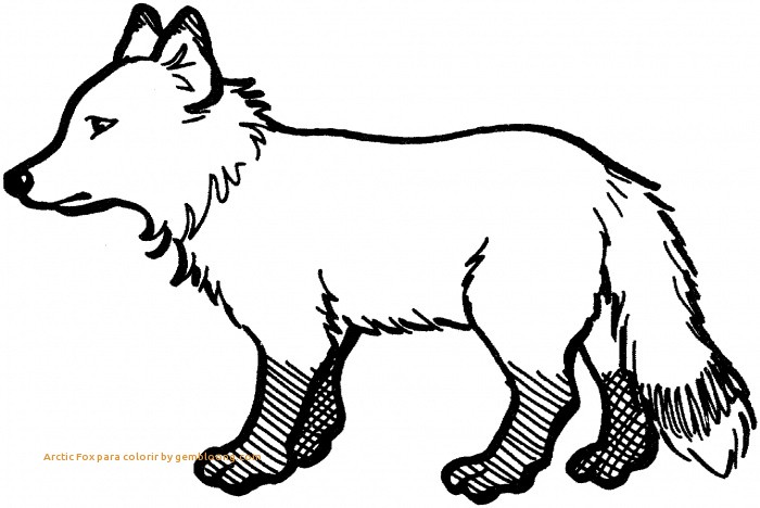 700x468 Fox Coloring Pages Fresh Arctic Fox Para Colorir
