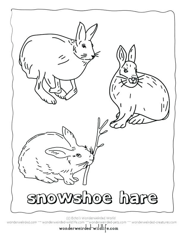 612x792 Arctic Coloring Pages Arctic Animals Coloring Pages Collection