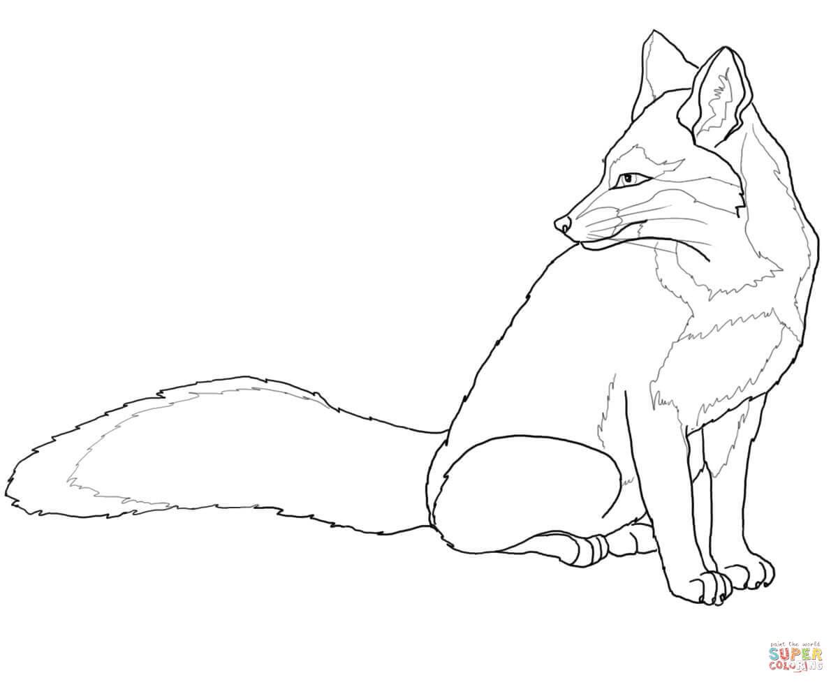 1200x984 Renard Gris Fox Foxes