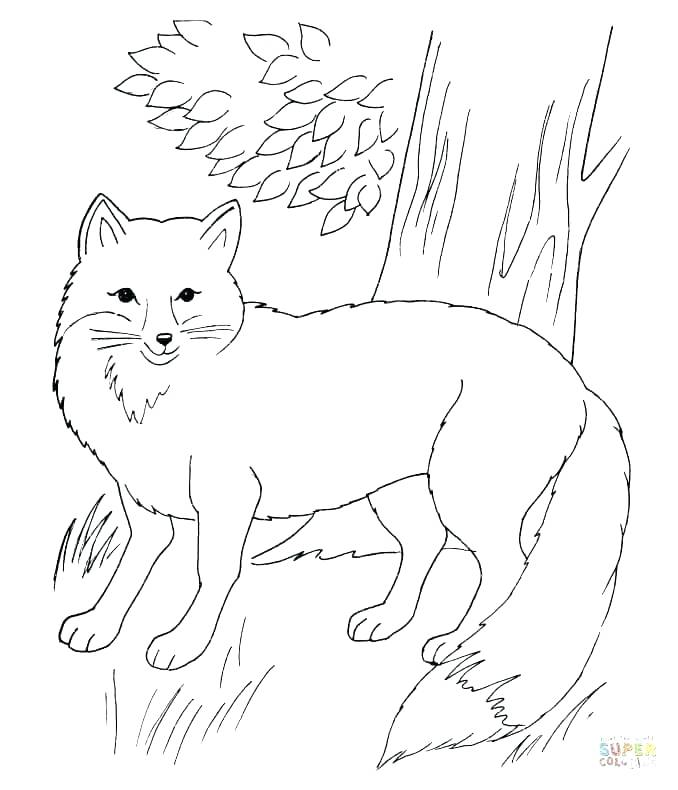 678x790 Arctic Fox Coloring Page