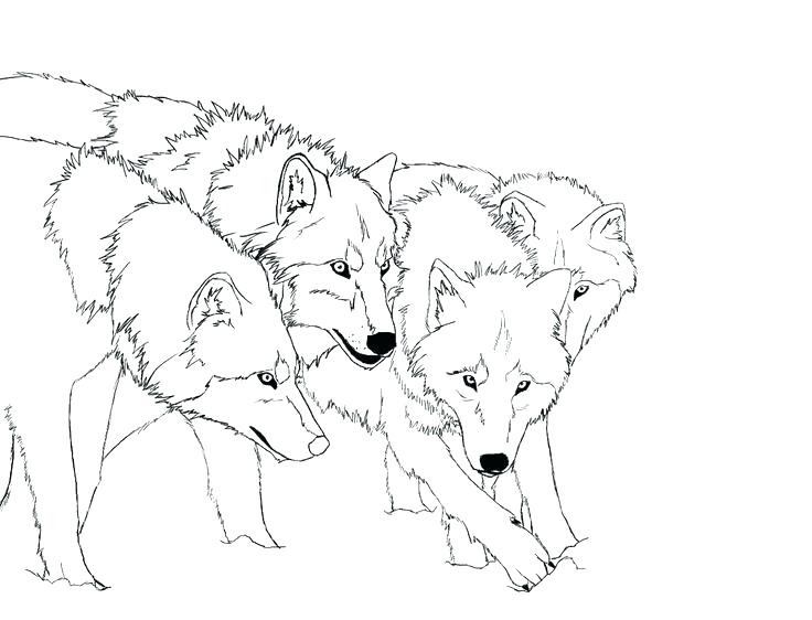 736x562 Arctic Fox Coloring Page Arctic Fox Coloring Page Free Download