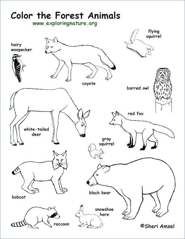 612x792 Winter Animal Coloring Pages
