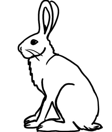 381x450 Arctic Hare Coloring Pages