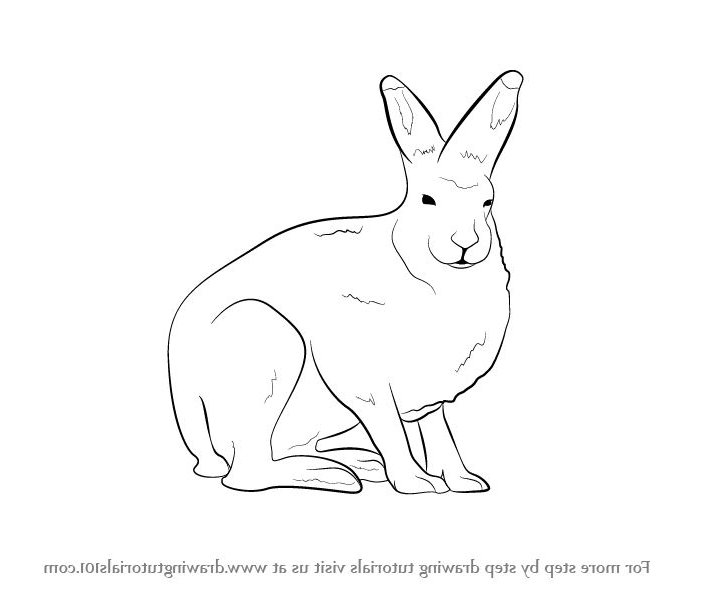 714x596 Hare Clipart Artic Many Interesting Cliparts
