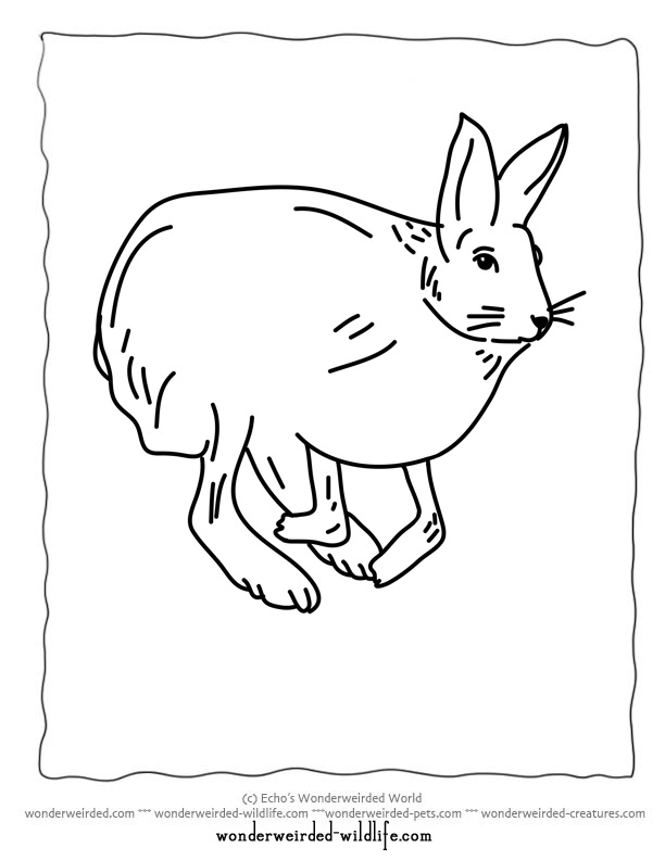 612x792 Snowshoe Hare Clipart