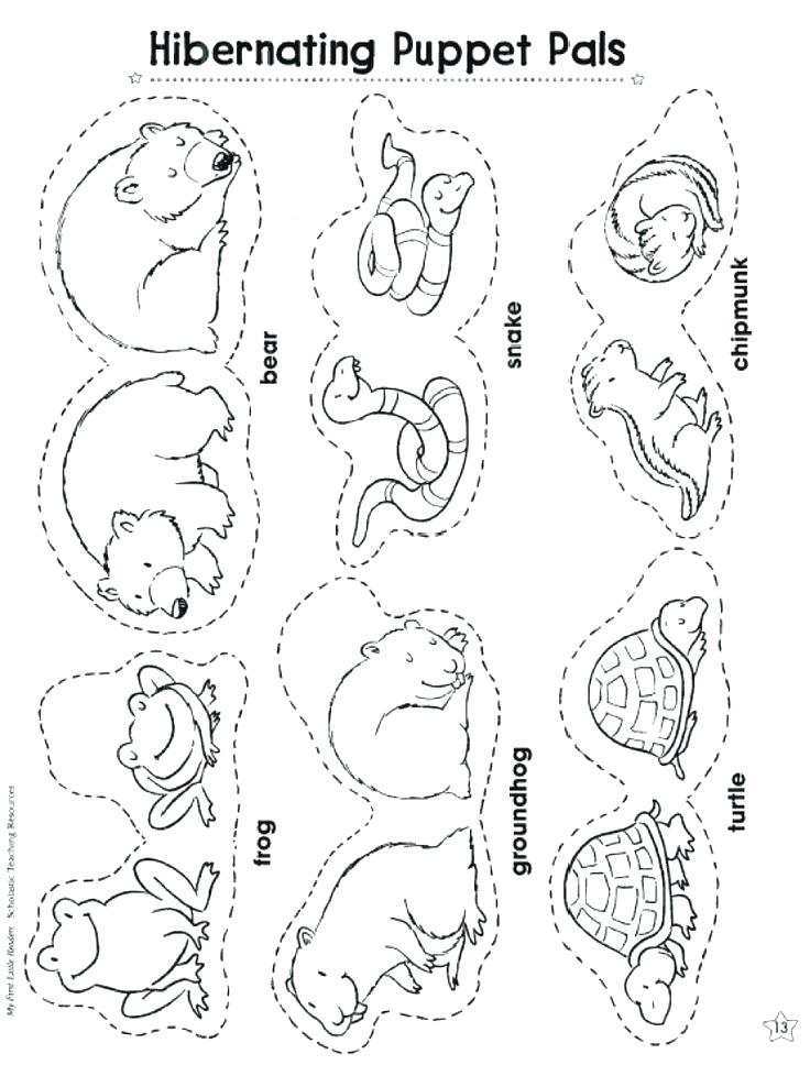 736x968 Arctic Hare Coloring Page Fuhrer Von