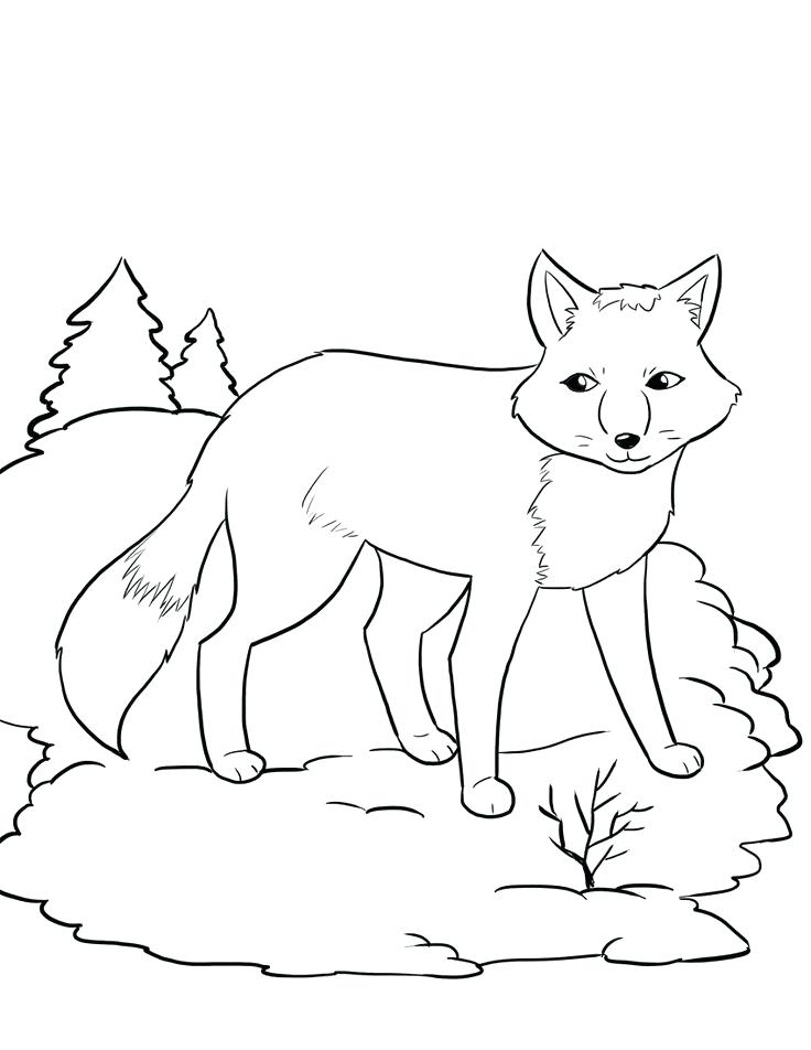 736x952 Arctic Animal Coloring Pages Arctic Coloring Pages Printable Hare