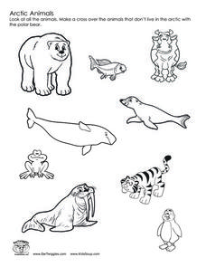 228x295 Arctic Animals Worksheet Hot Resources Arctic