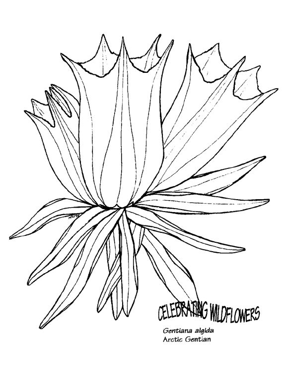 580x777 Arctic Bumble Bees Coloring Book