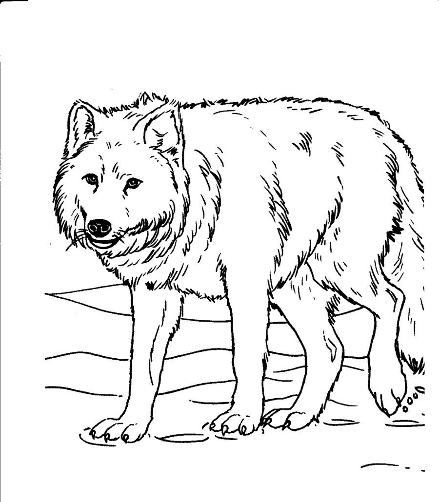 900x1030 Animal Jam Arctic Wolf Coloring Pages Wolf Coloring Pages Woof